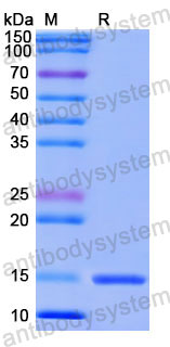 Валидация SDS-PAGE - AntibodySystem RHE33002