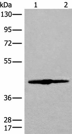 Валидация Elabscience E-AB-18718