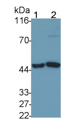 23581