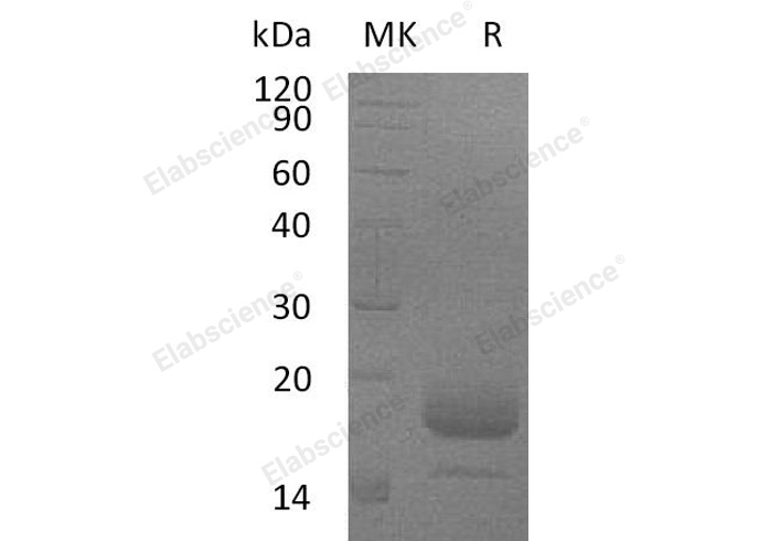 Валидация Elabscience PKSM041094(5013)