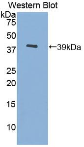 39737
