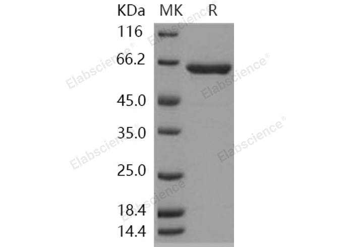 Валидация Elabscience PKSH030928(1753)
