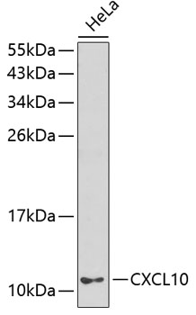 Валидация Elabscience E-AB-66309