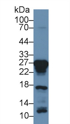 13299