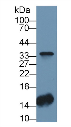 12326