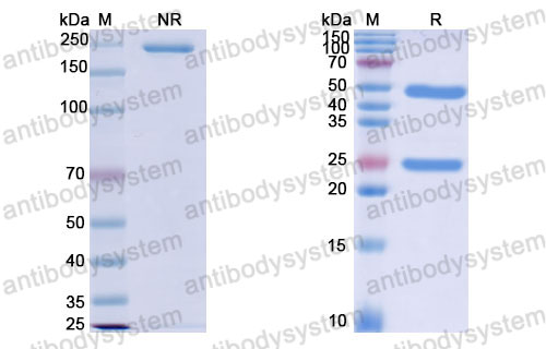 Валидация SDS-PAGE - AntibodySystem FMK30410