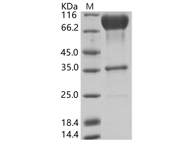 Валидация Elabscience PKSV030164(5941)