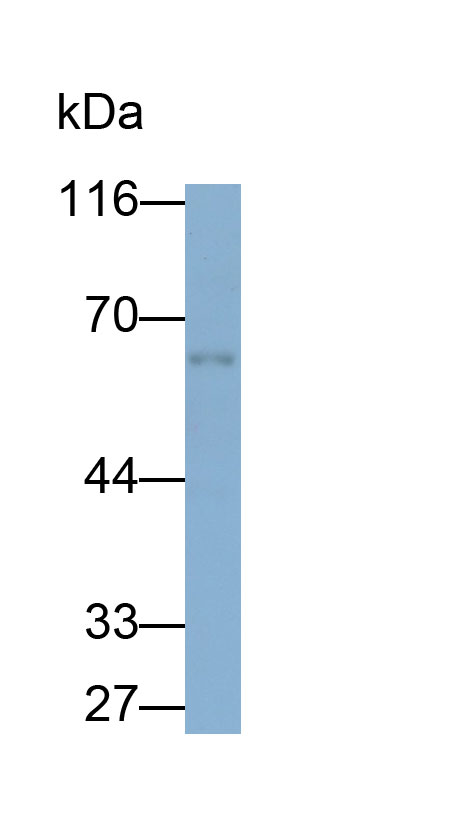 32528