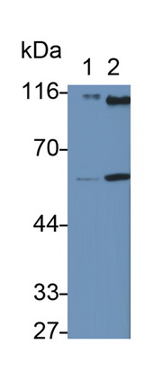 39762