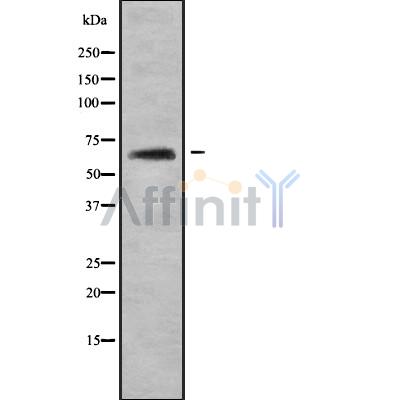 Валидация Affinity DF10116 - 5624