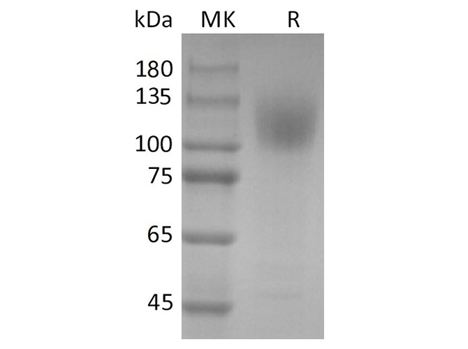 Валидация Elabscience PKSR030482(5787)
