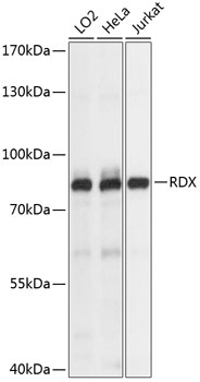 Валидация Elabscience E-AB-65106