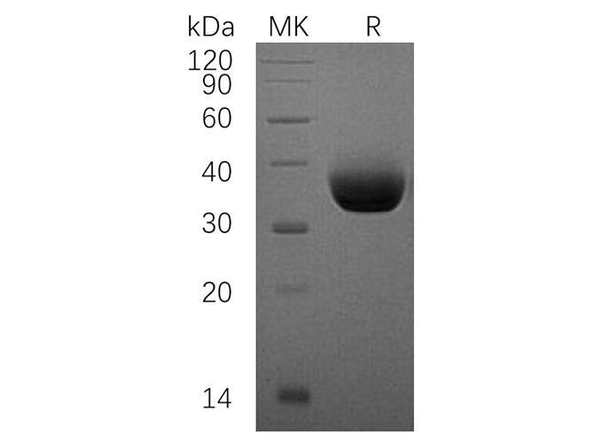 Валидация Elabscience PKSH033557(3855)