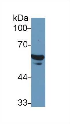 13737