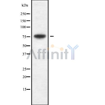 Валидация Affinity DF10054 - 5520