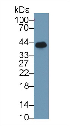 14946