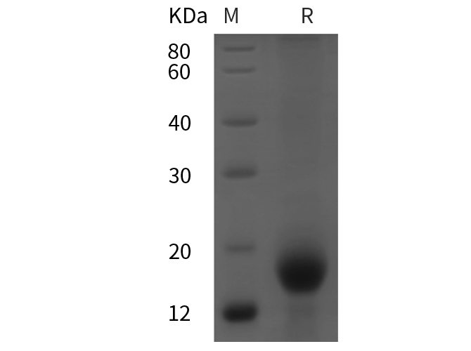 Валидация Elabscience PDMH100088(795)