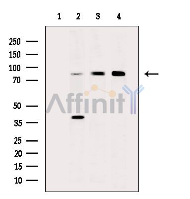 Валидация Affinity DF14841 - 10968