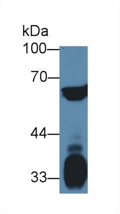 12727