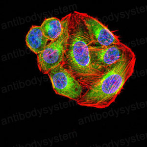Валидация IF - AntibodySystem RHD08702