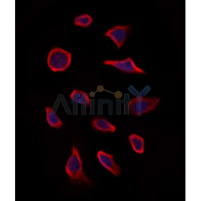 Валидация Affinity DF12423 - 6933