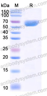 AHD10404, SDS-PAGE