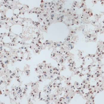 Валидация Elabscience E-AB-66366