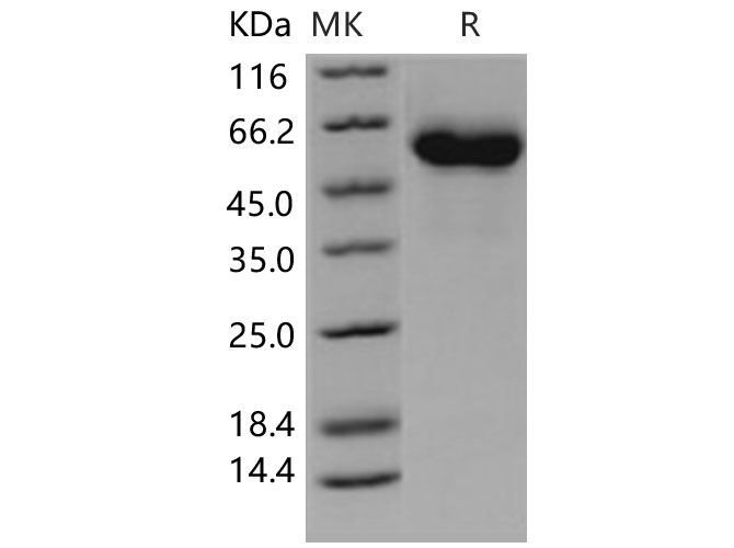 Валидация Elabscience PDMH100401(998)