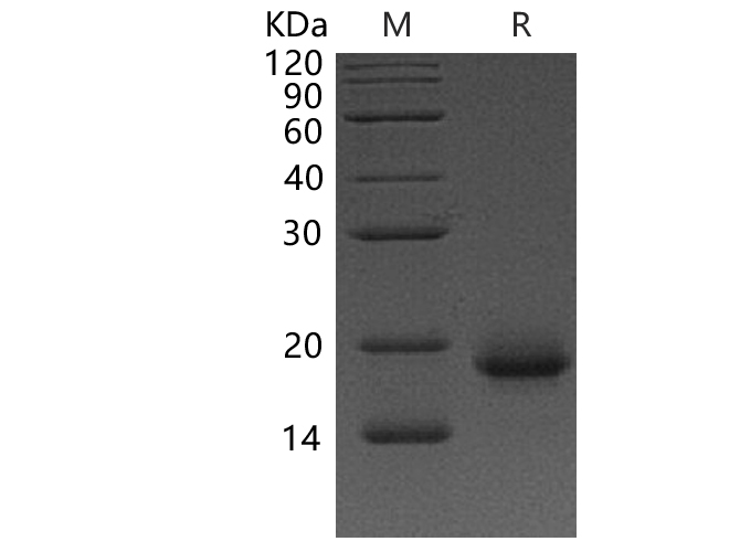 Валидация Elabscience PKSH033456(3774)