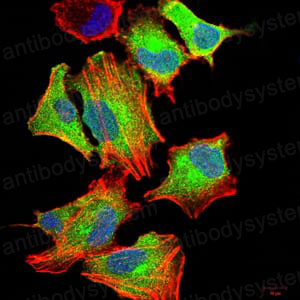 Валидация IF - AntibodySystem RHC44301 (415)