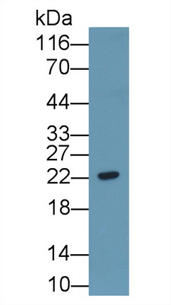 53451