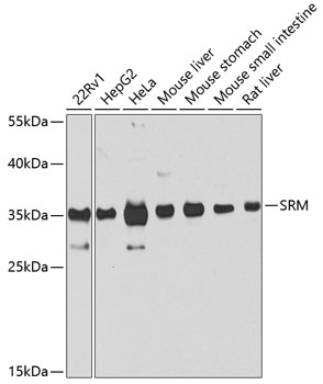 Валидация Elabscience E-AB-62224