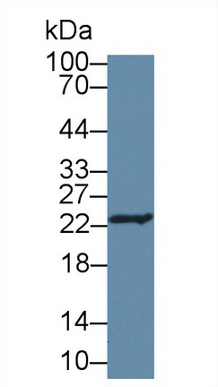 8552