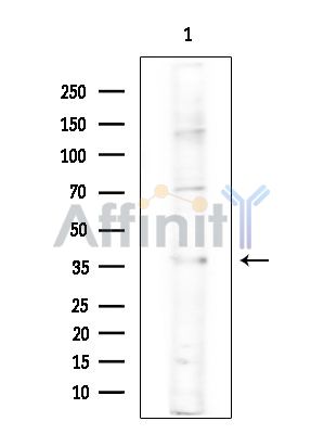 Валидация Affinity DF15902 - 12413