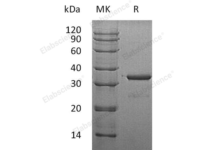 Валидация Elabscience PKSH031128(1907)