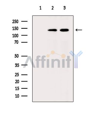 Валидация Affinity DF15440 - 11782