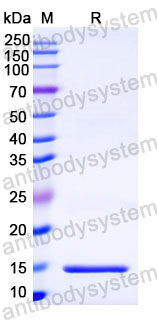 Валидация SDS-PAGE - AntibodySystem RXX05901