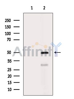 Валидация Affinity DF7068 - 18703