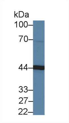 14487