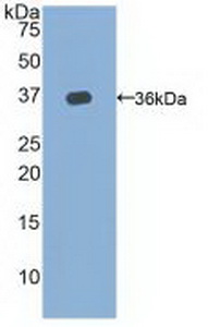 50768