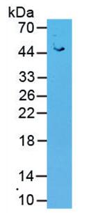 22832