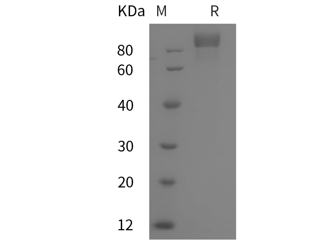 Валидация Elabscience PDMH100085(794)