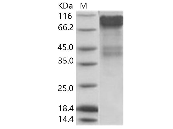 Валидация Elabscience PKSV030136(5913)