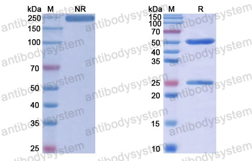 Валидация SDS-PAGE - AntibodySystem RHJ92815