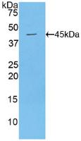52644