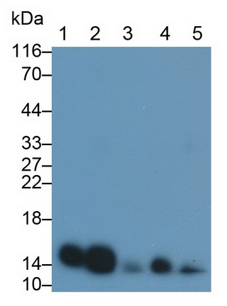 26706
