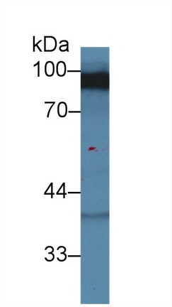 10373
