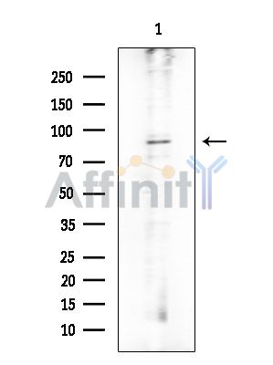 Валидация Affinity DF7439 - 19185