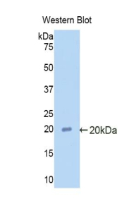 39046