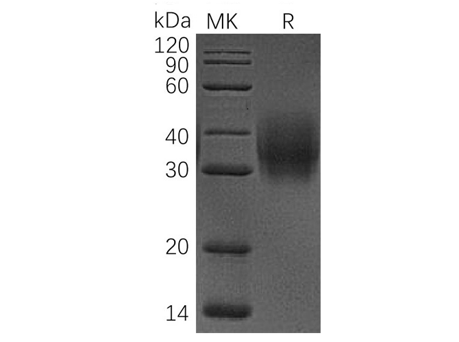 Валидация Elabscience PKSH033600(3893)